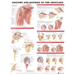 Shoulder Anatomy & Injuries Chart Laminated