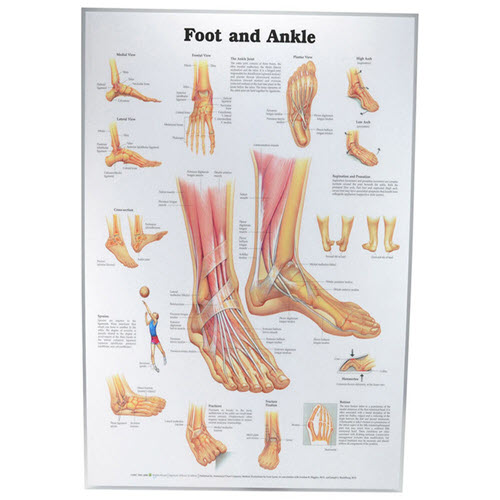 Foot & Ankle Chart Laminated 