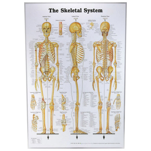 The Skeletal System Chart Laminated 