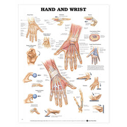 Hand & Wrist Chart Laminated 