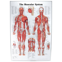 Muscular System Chart Laminated