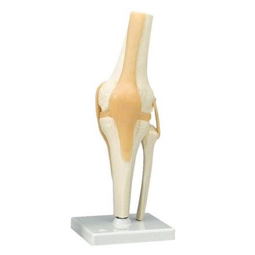 Knee Joint Model