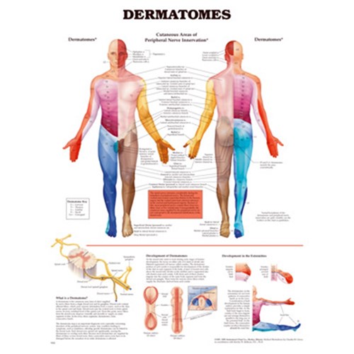 Dermatomes Chart Laminated