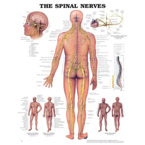 The Spinal Nerves Rigid Lamination